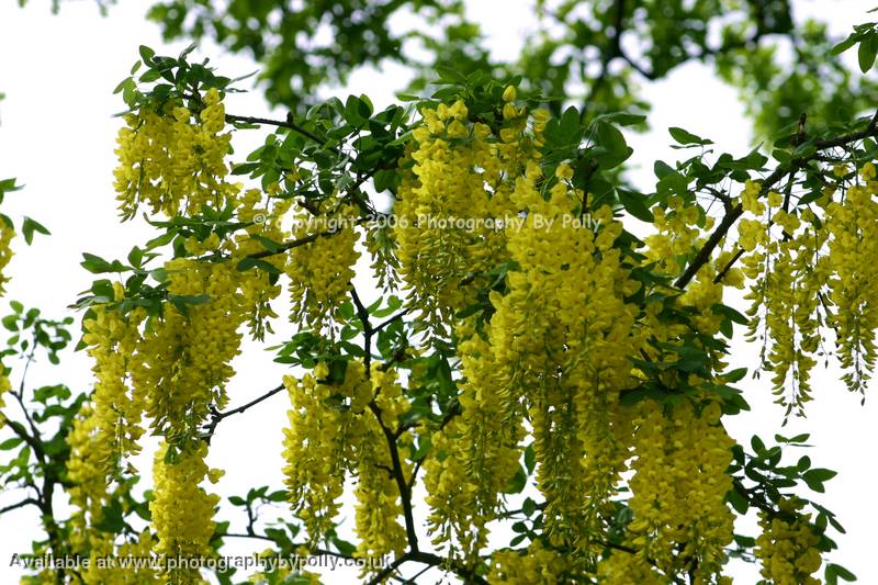 Hanging Laburnum