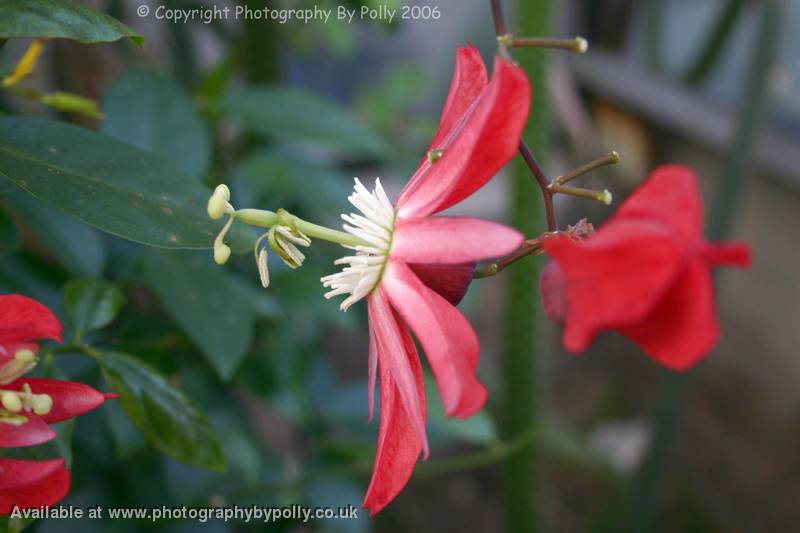 Hawaian Passionflower