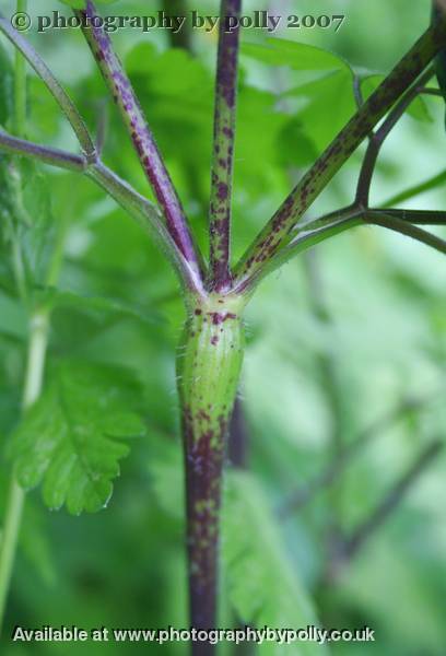 Hemlock Stalk