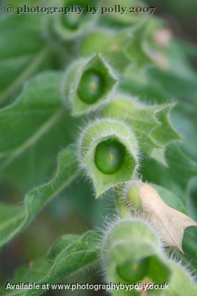 Henbane Fruit