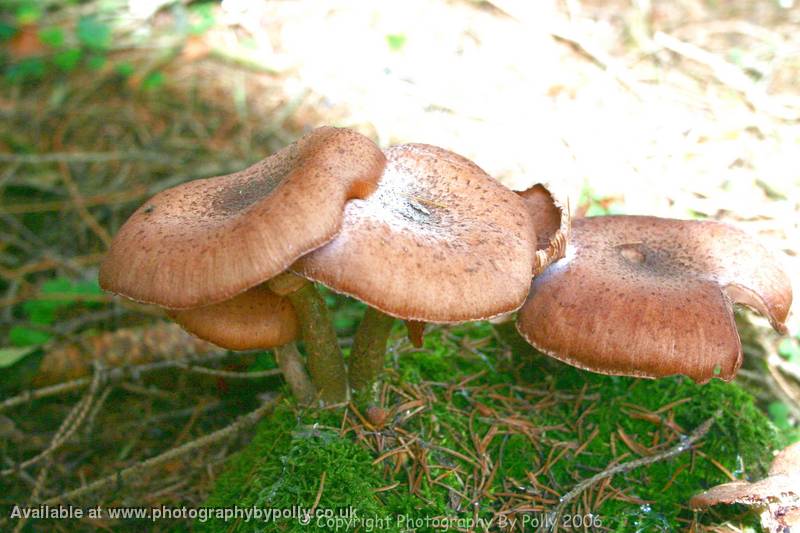 Honey Fest Shrooms