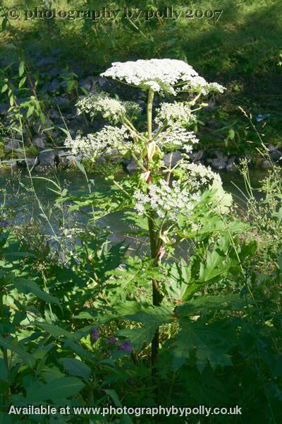 Huge Hemlock