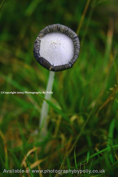 Ink Cap