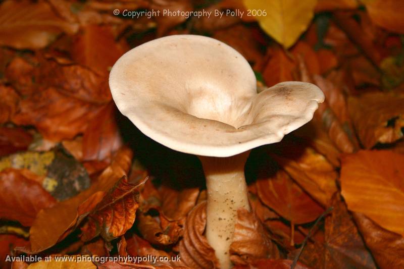 Inocybe Hiding