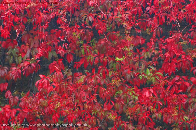 Ivy Red