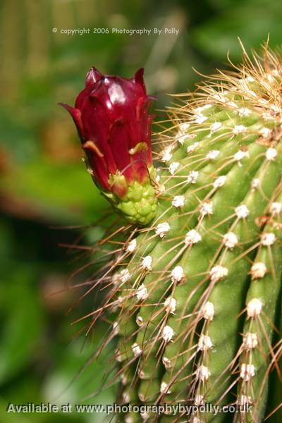 Juicy Cacti