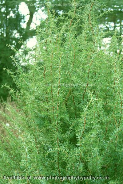 Juniper Communis