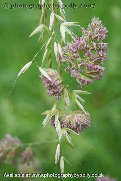 Lavander Grass