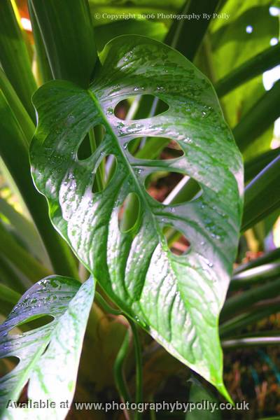 Leaf Holes