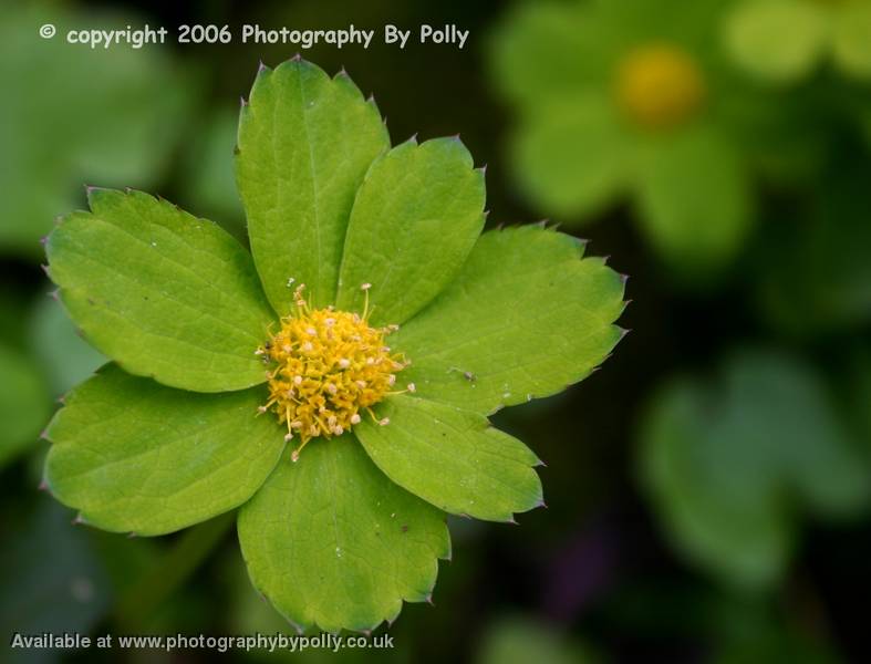 Leaf Petals