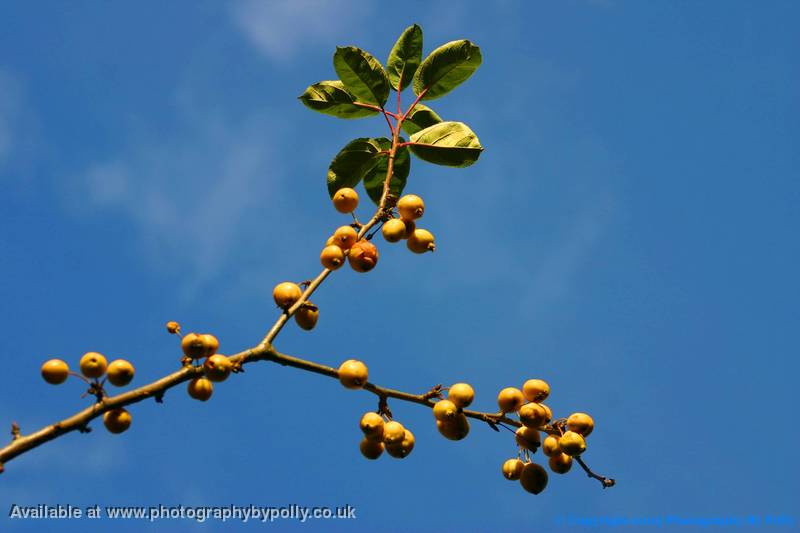 Lemon Tree