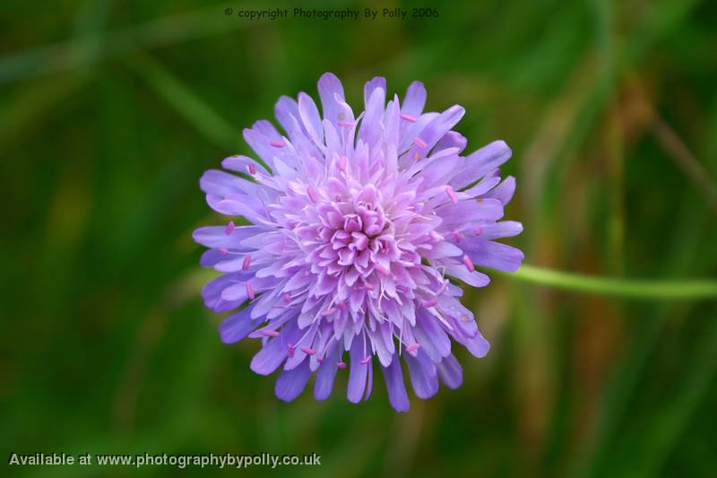 Lilac Lovely