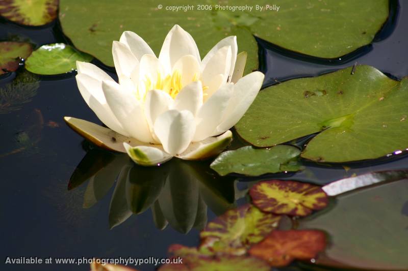 Lillies Reflection