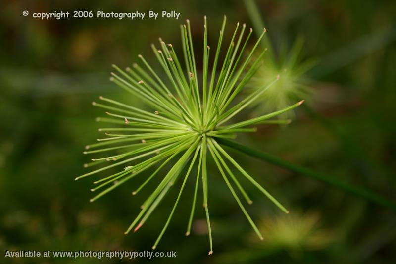 Lime Spike