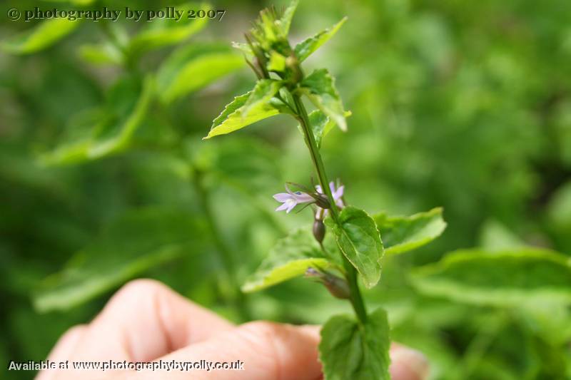 Lobelia Inflata Flower