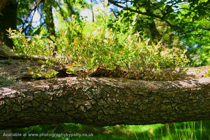 Log Trough