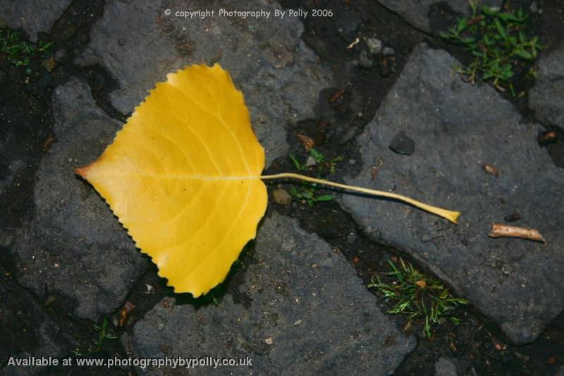 Lonely Leaf