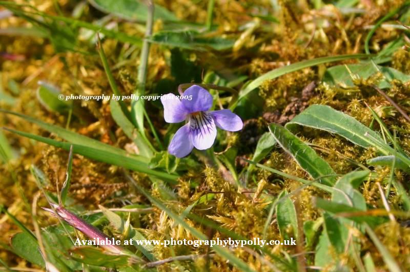 Lonely Violet