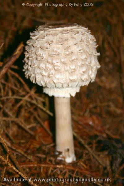 Lunch Umbrella