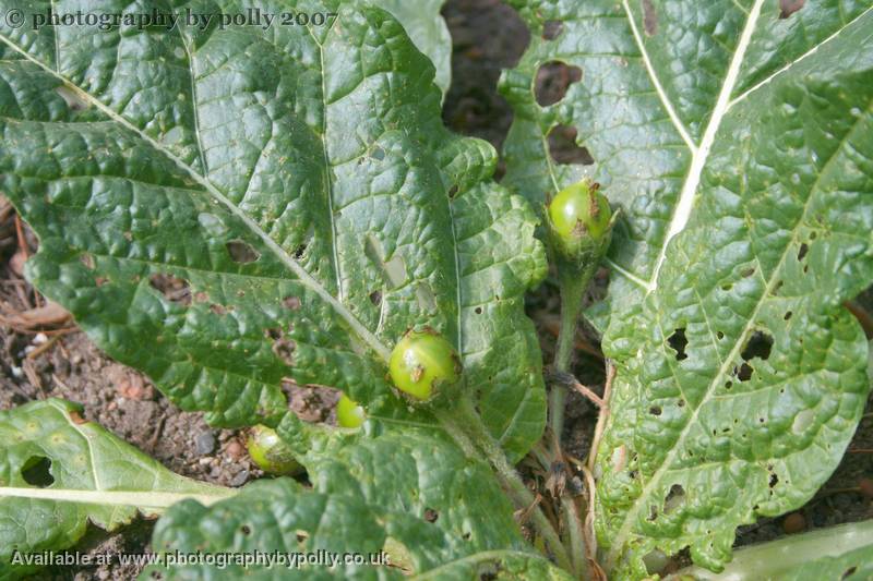 Mandrake Eggs