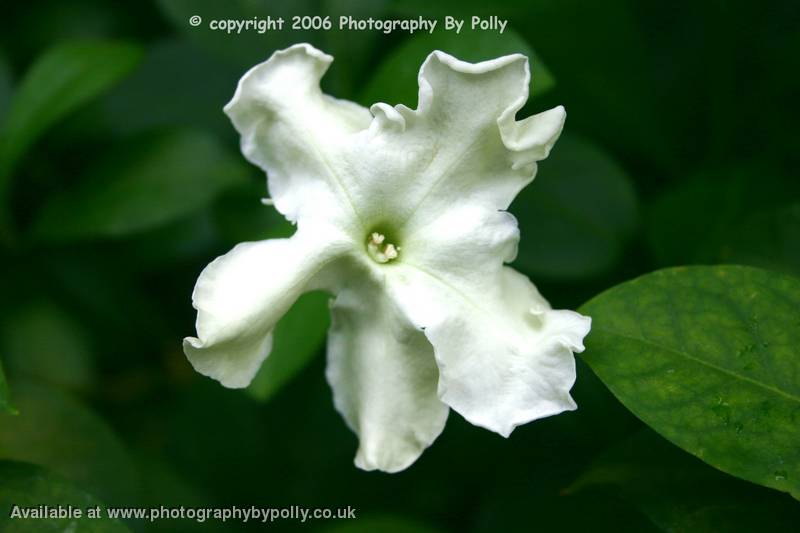 Marshmallow Petals