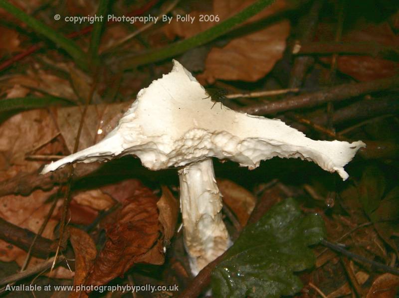 Marshy Shroom