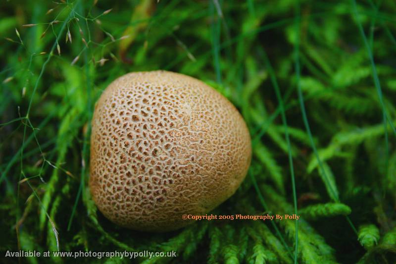Meadow Puffball 2