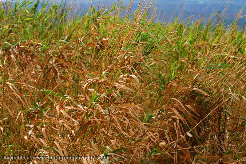 Mixed Grass