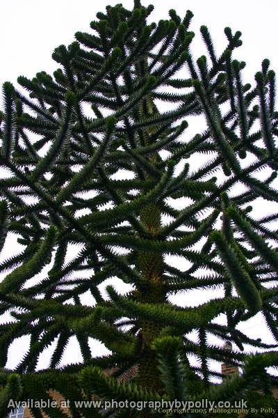 Monkey Puzzle Tree