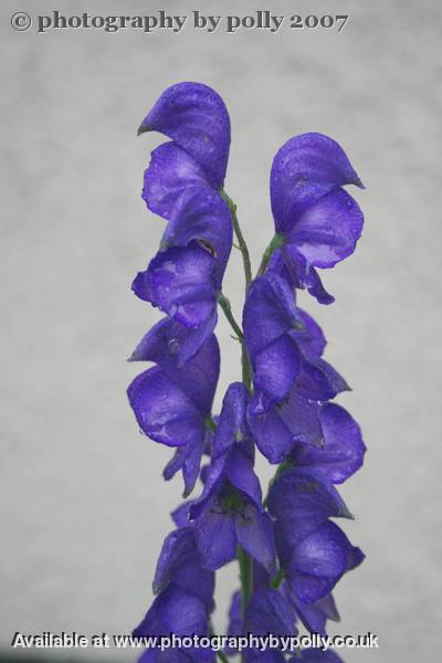 Monkshood 2