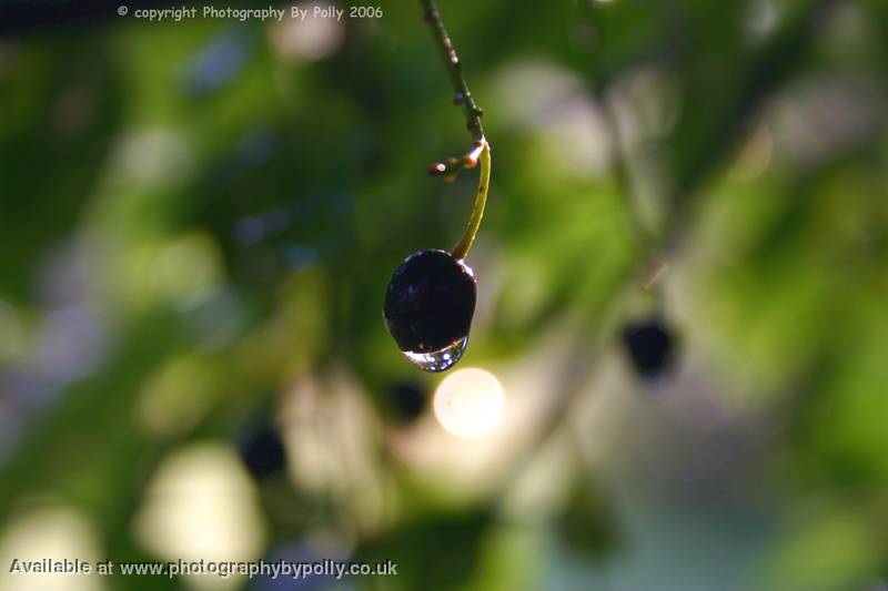 Morning Dewberry