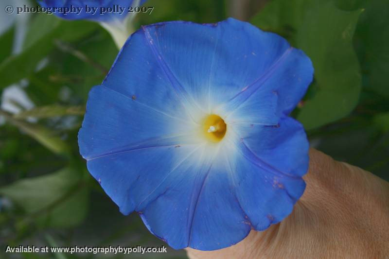 Morning Glory Flower