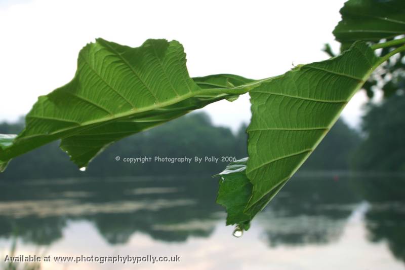 Morning Leaves