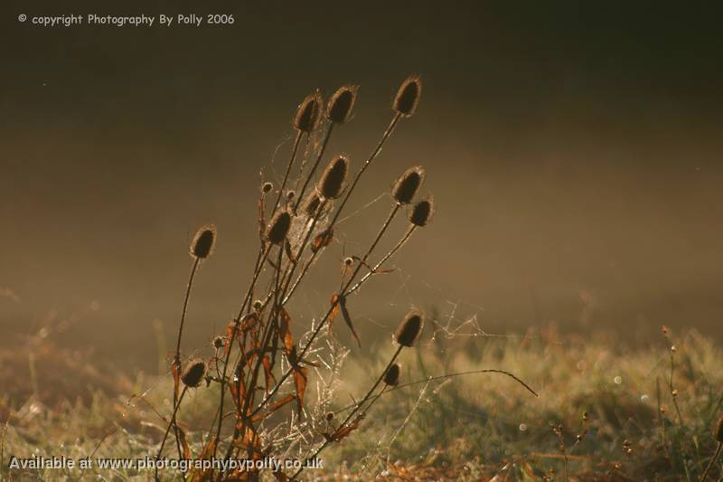 Morning Thistle