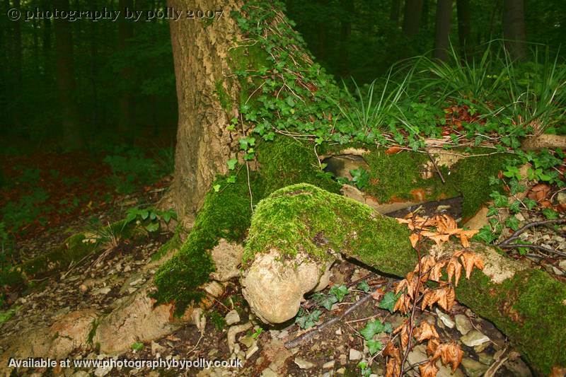 Moss And Ivy