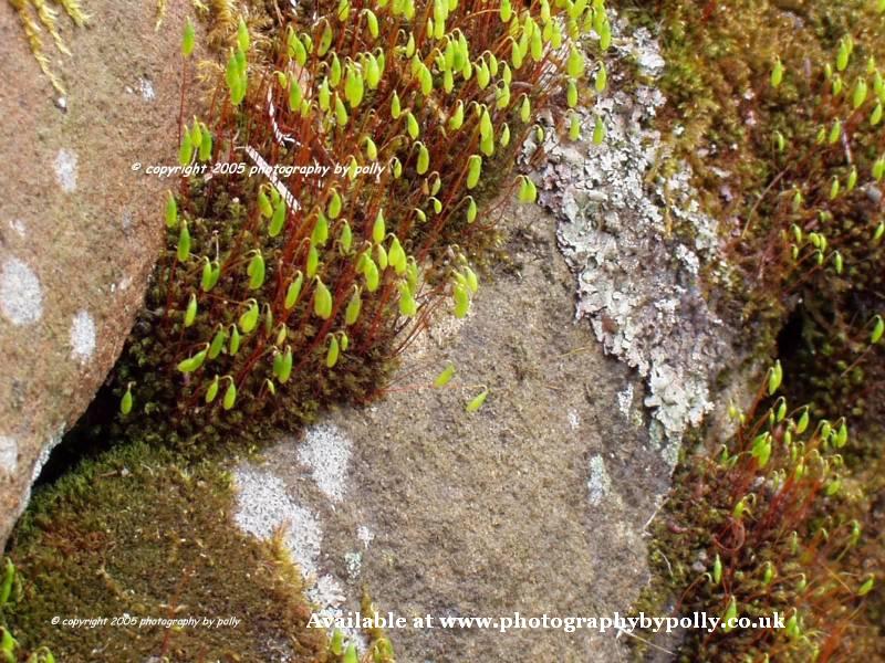 Moss Spores