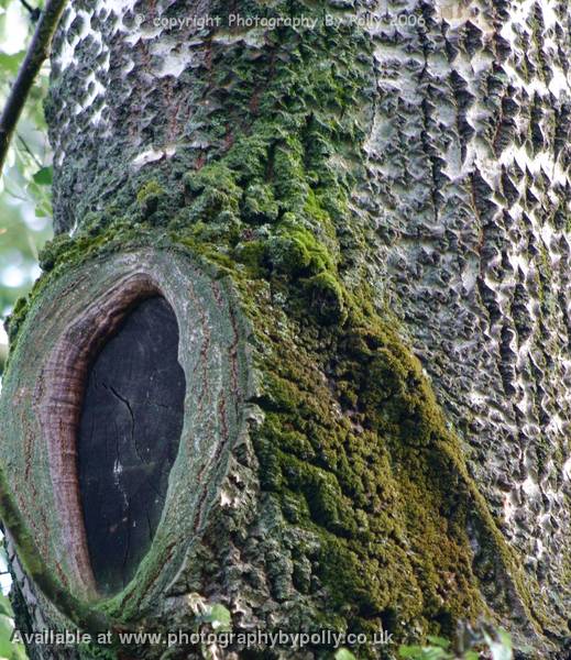 Mossy Trunk