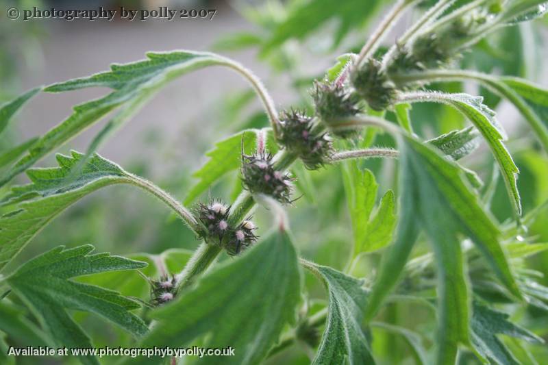 Motherwort 2