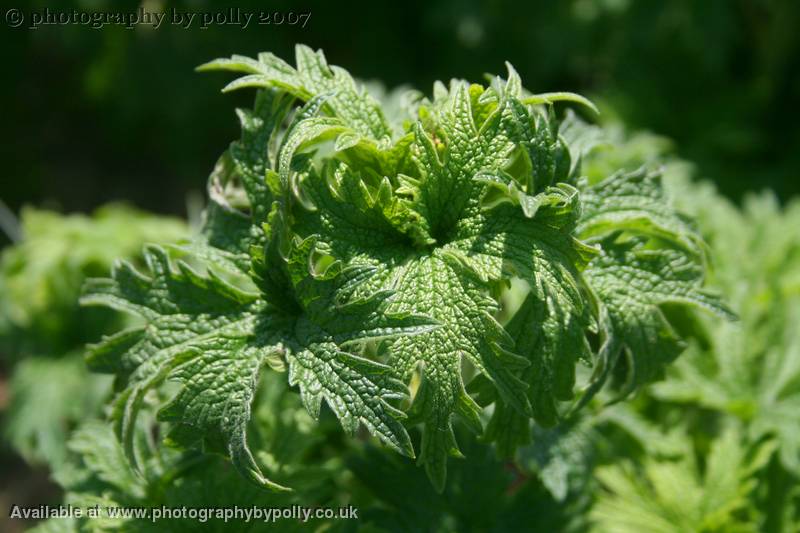 Motherwort Early