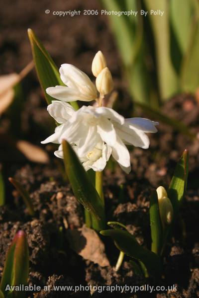 New White Clusters