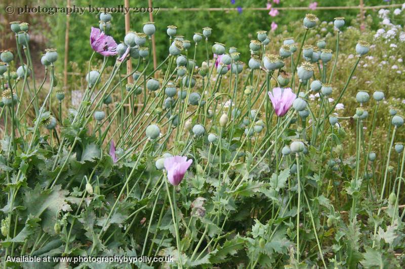 Opium Poppy Field