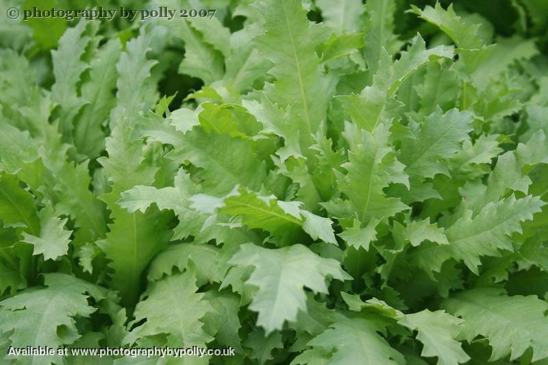 Opium Poppy Leaf