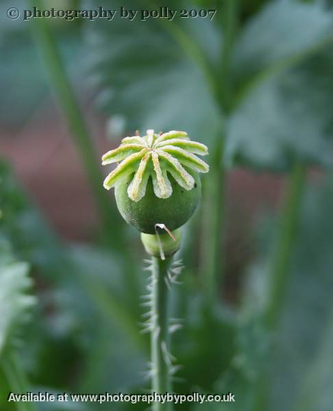 Opium Seed Pod