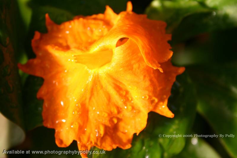 Orange Drops