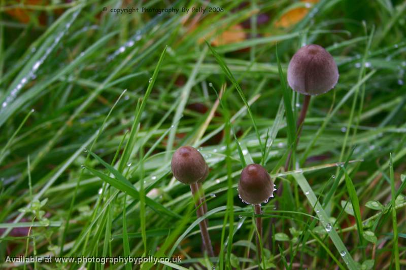 Panaeolus