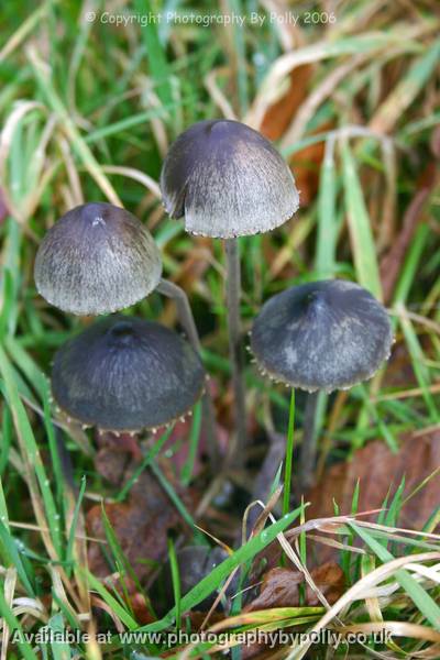 Panaeolus Parade