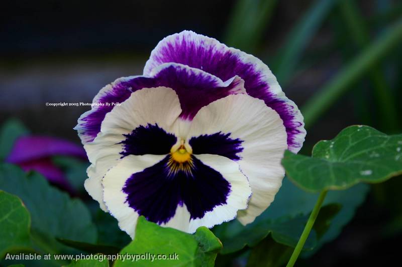 Pansy