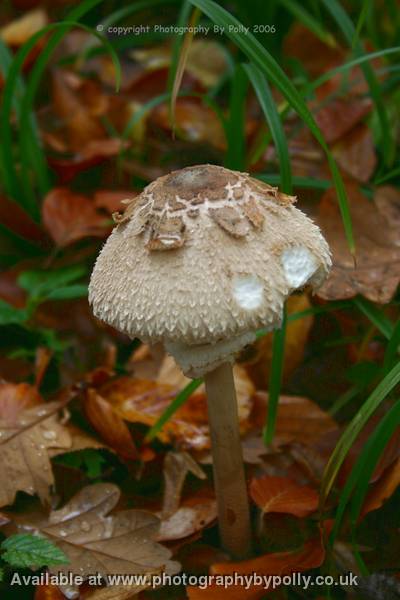 Parasol Battered