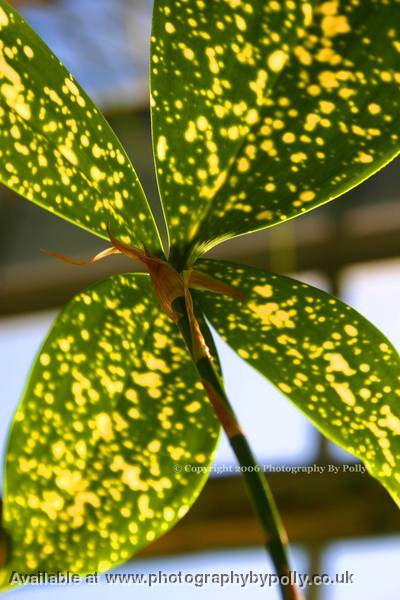 Parasol leaves