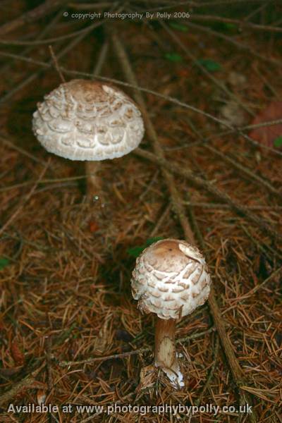 Parasol Mushrooms